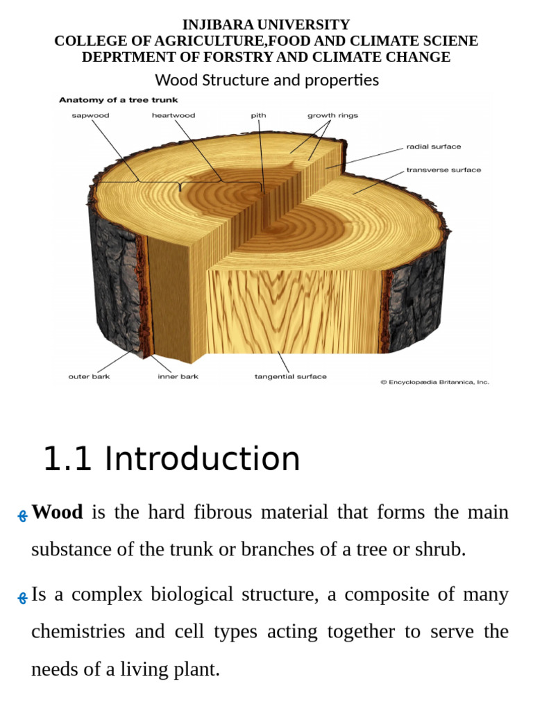 Wood Structure and Growth Overview | PDF | Plant Stem | Root