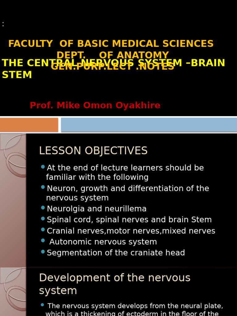 Central Nervous System: Brain Stem Overview | PDF | Spinal Cord | Motor ...