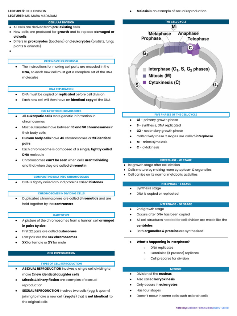 Lecture 5 - Cell Division | PDF | Meiosis | Mitosis