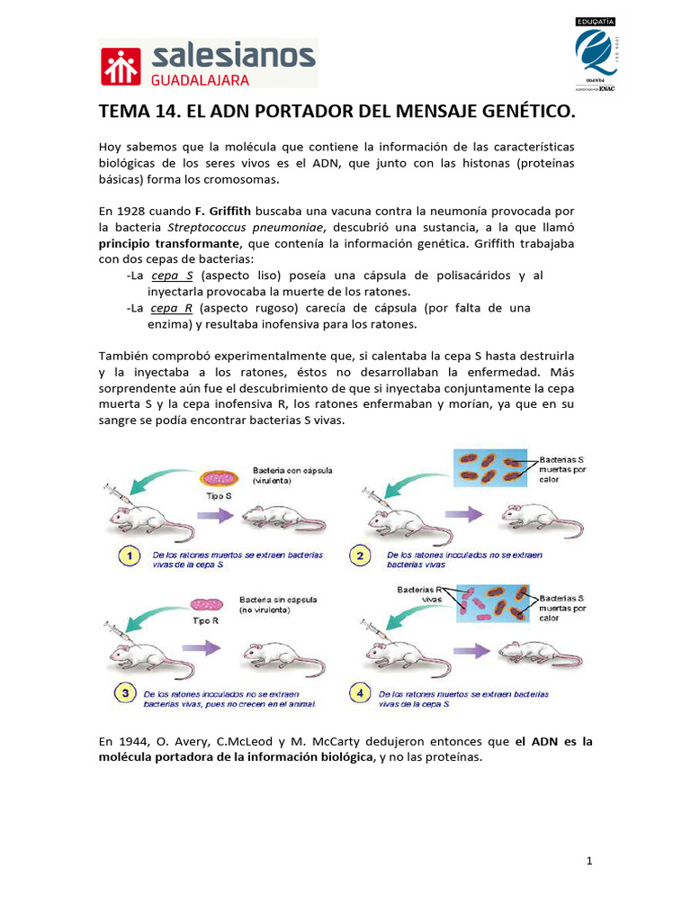 ADN: Mensaje Genético y Replicación | PDF | Replicación De Adn ...