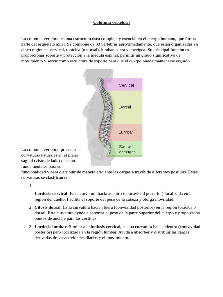 Anatomía y cuidado de la columna vertebral | PDF | Vértebra | Sistema ...