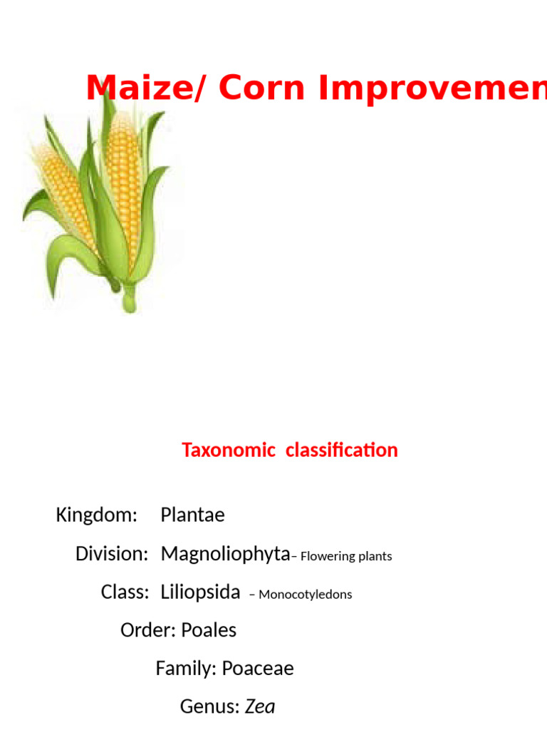 Maize Classification and Breeding Techniques | PDF | Maize | Flowers