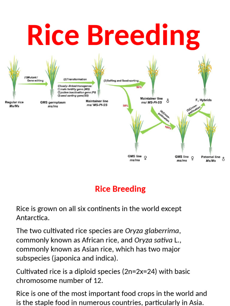 Comprehensive Guide to Rice Breeding | PDF | Rice | Plant Breeding