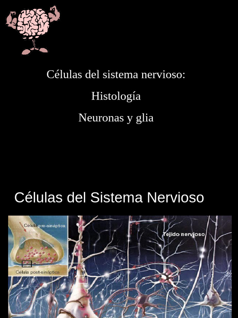 Histología de Neuronas y Glía | PDF | Sinapsis | Potencial de acción