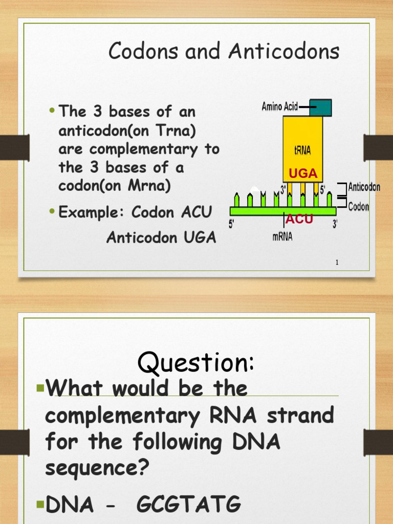 Codons and Anticodons Explained | PDF