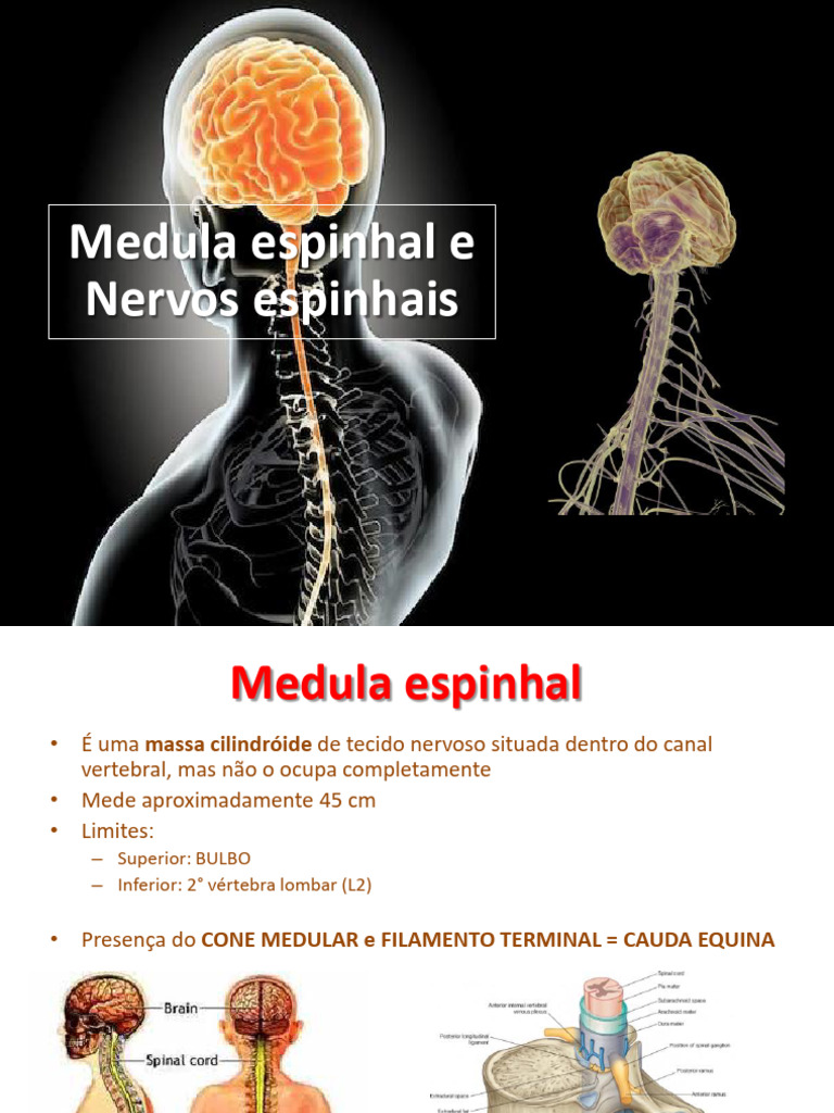 Estrutura e Função da Medula Espinhal | PDF | Medula espinhal | Membros ...