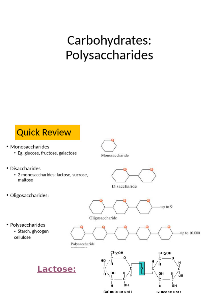 Understanding Polysaccharides and Their Functions | PDF ...