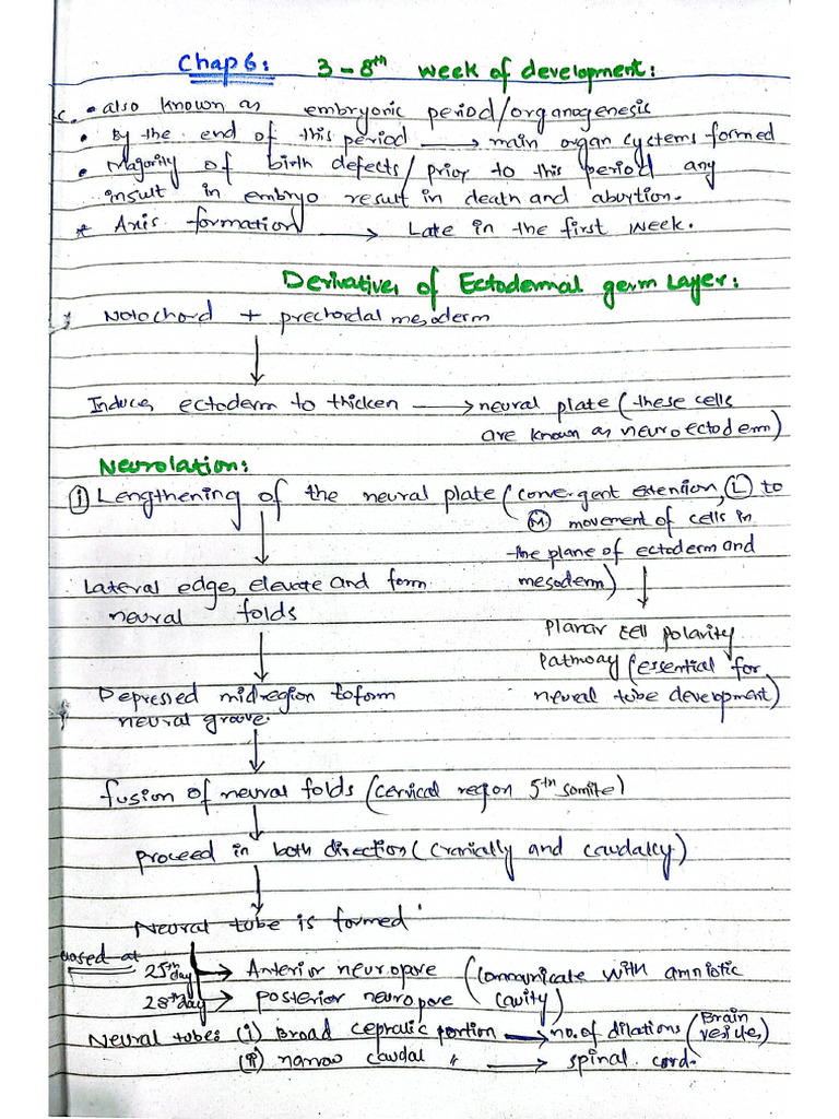 3 To 8 Week of Development | PDF