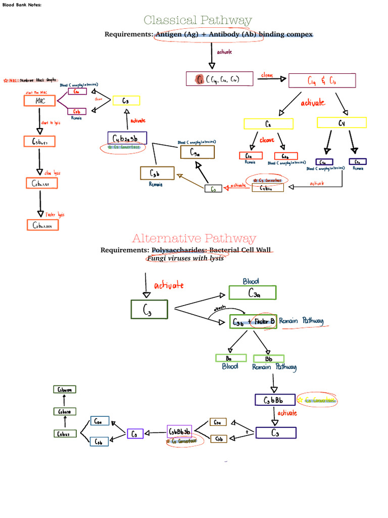 Blood Bank Pathways Explained | PDF