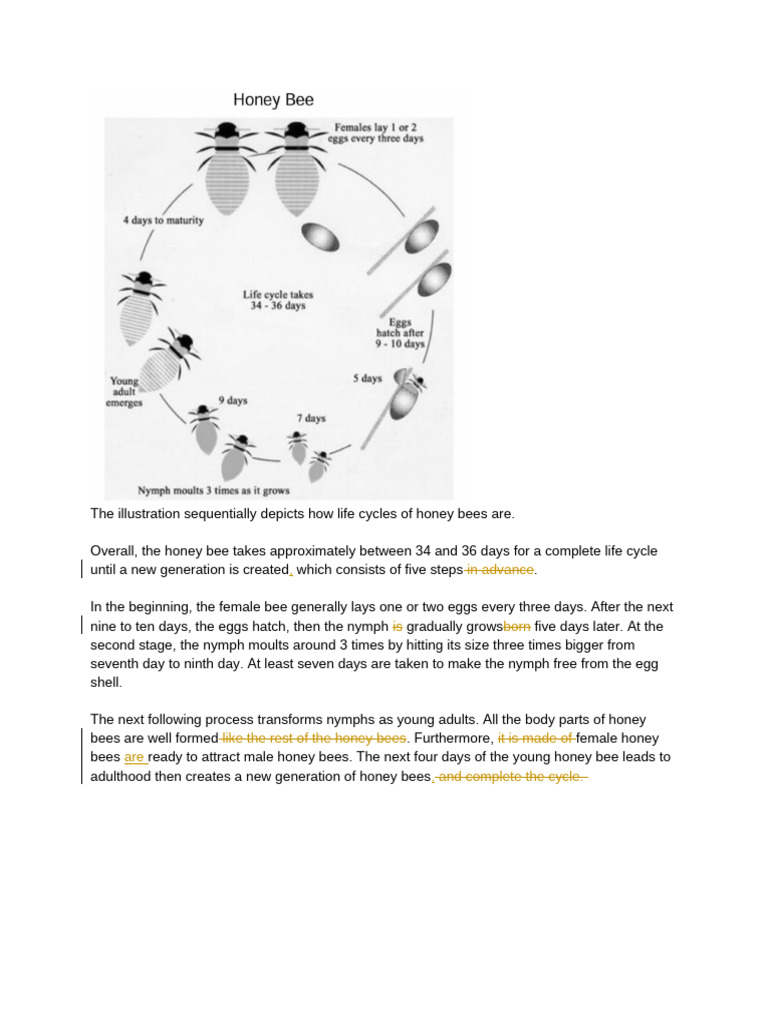 Honey Bee - Assignment | PDF