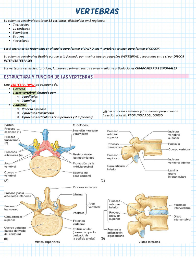 Estructura y Función de la Columna Vertebral | PDF | Vértebra | Codo