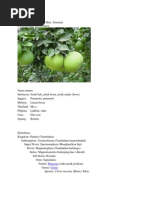 Download Jeruk Bali by Mitra Pramini Rachmi SN93702820 doc pdf