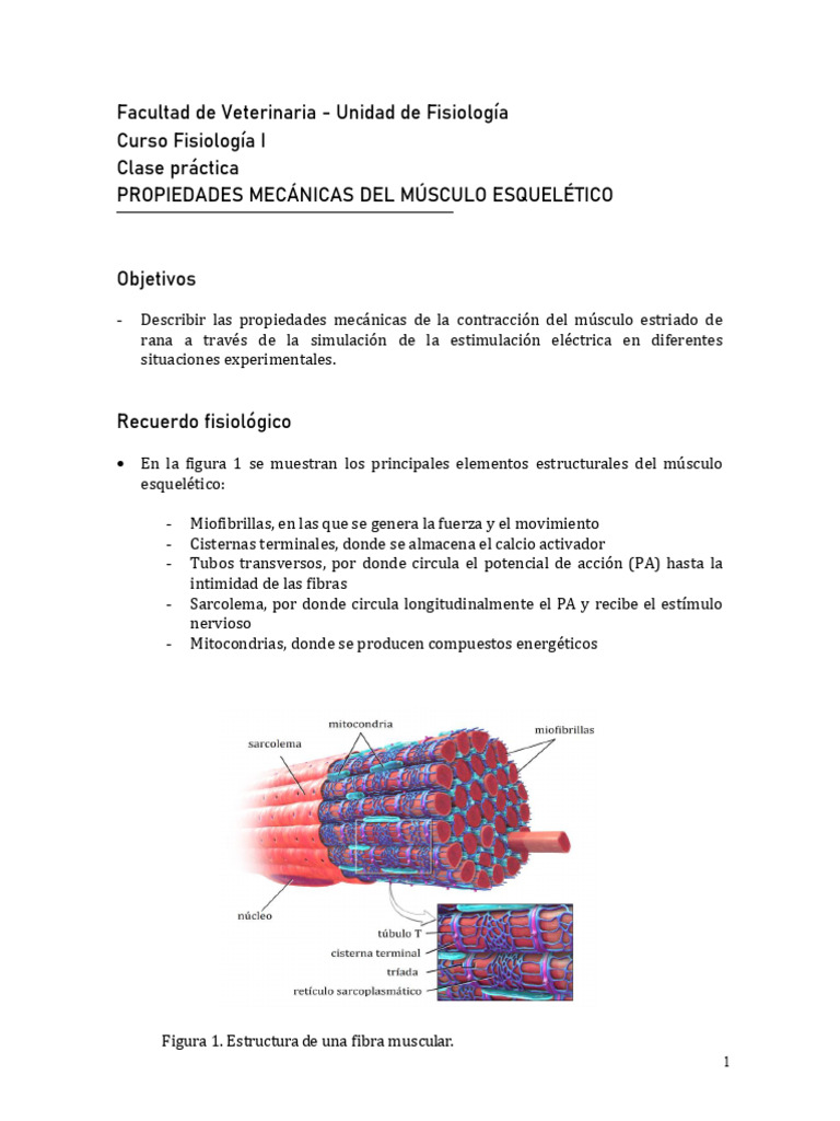 Propiedades del Músculo Esquelético | PDF | Músculo | Actina