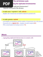 FIn 2 Chromosome Separation