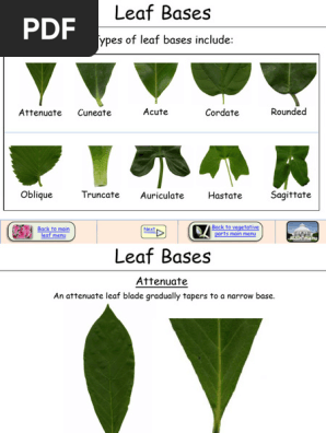 Types of Leaf Bases Explained | PDF | Leaf | Plants