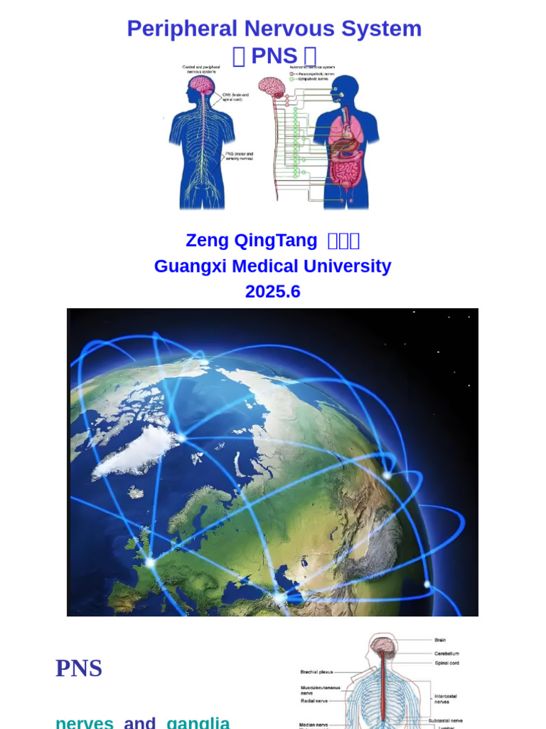 Overview of the Peripheral Nervous System | PDF | Human Leg | Human Anatomy