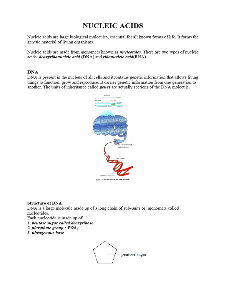 Understanding DNA and RNA Functions | PDF | Rna | Nucleotides