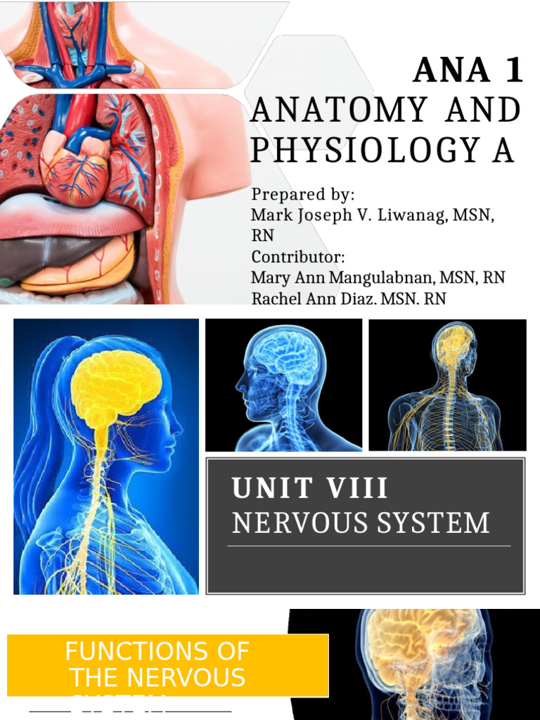 Unit VIII - Nervous System 13th Ed | PDF | Chemical Synapse | Axon