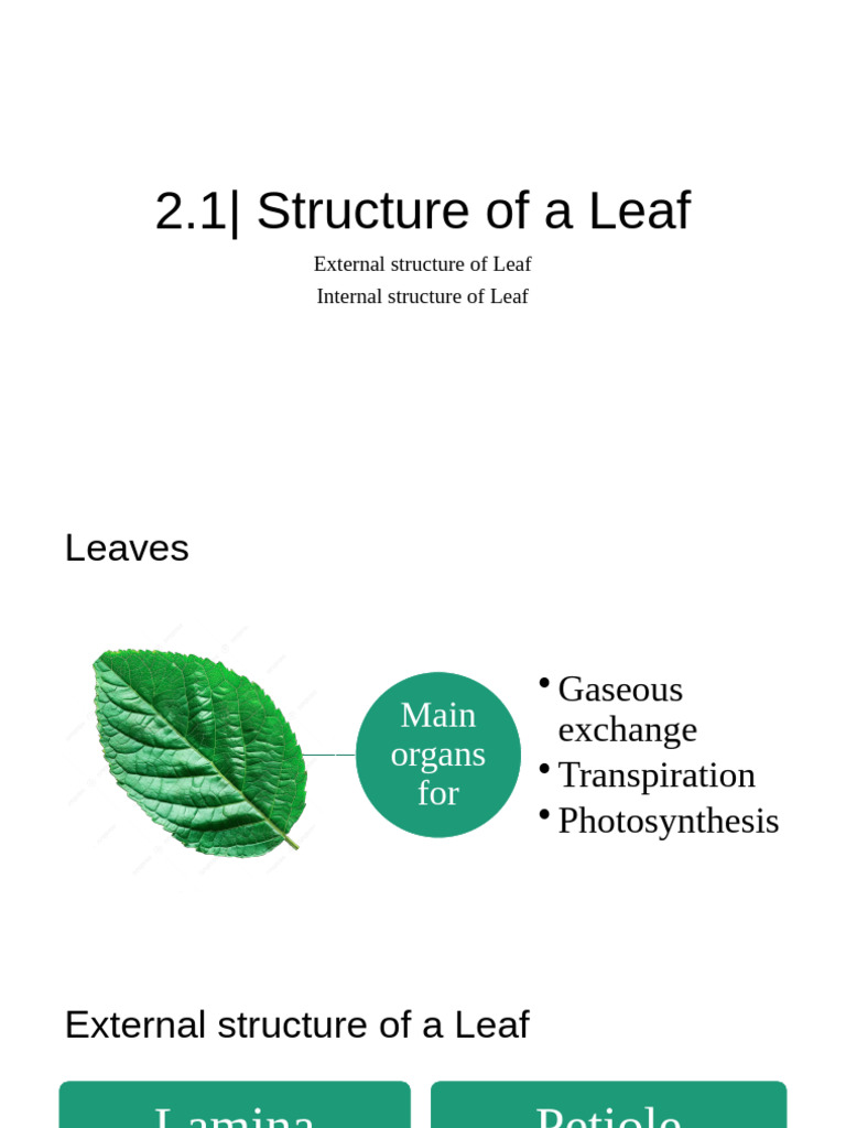 Leaf Structure and Gaseous Exchange | PDF