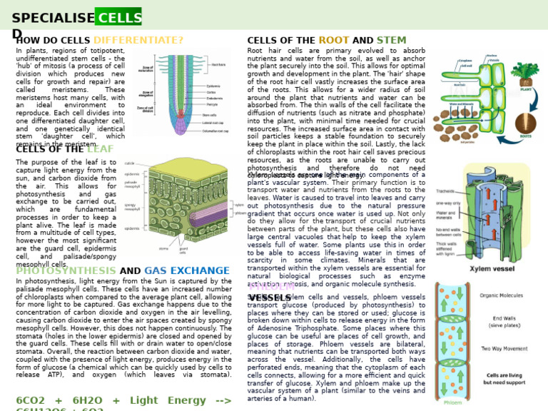 Plant Cell Functions and Types Explained | PDF | Leaf | Photosynthesis