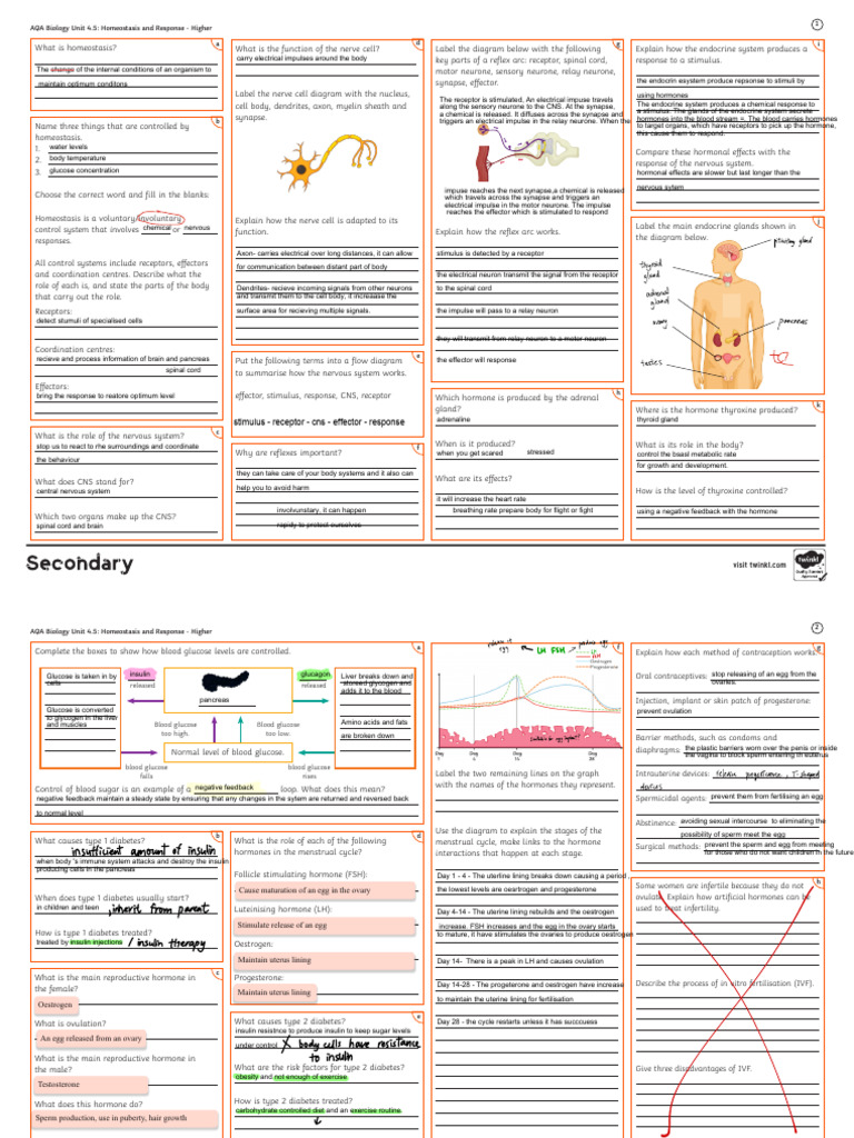 Nervous System & Hormonal System | PDF | Menstrual Cycle | Neuron