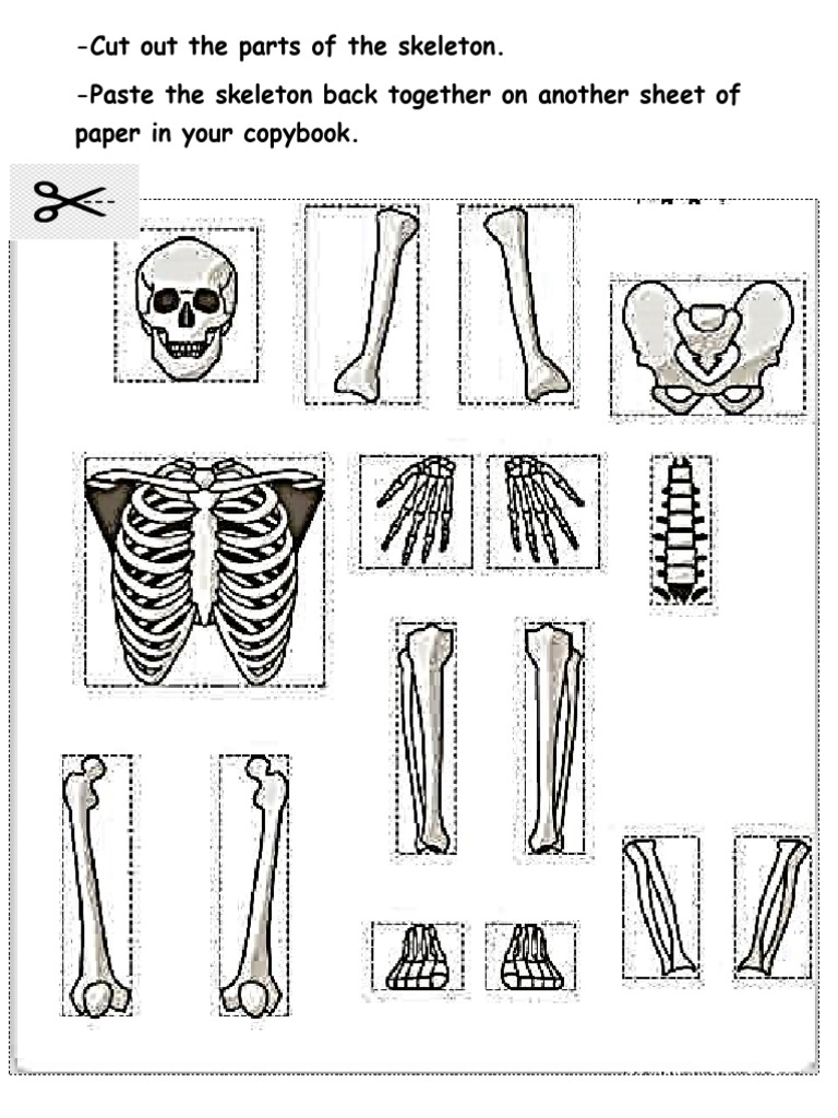 Skeleton Class Work Sheet | PDF