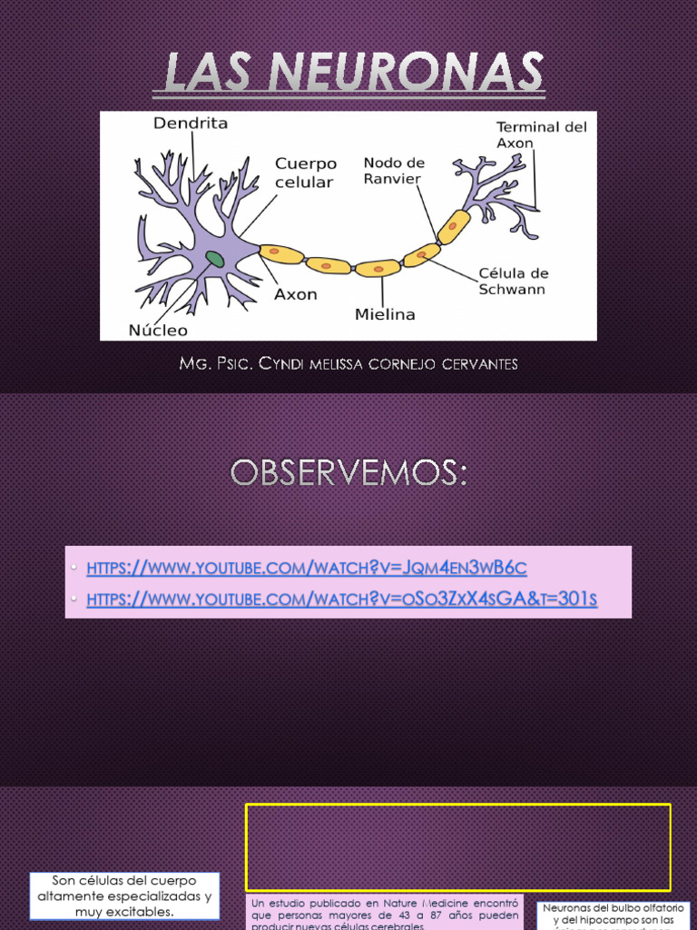 Estructura y Función de las Neuronas | PDF | Sinapsis | Neurona