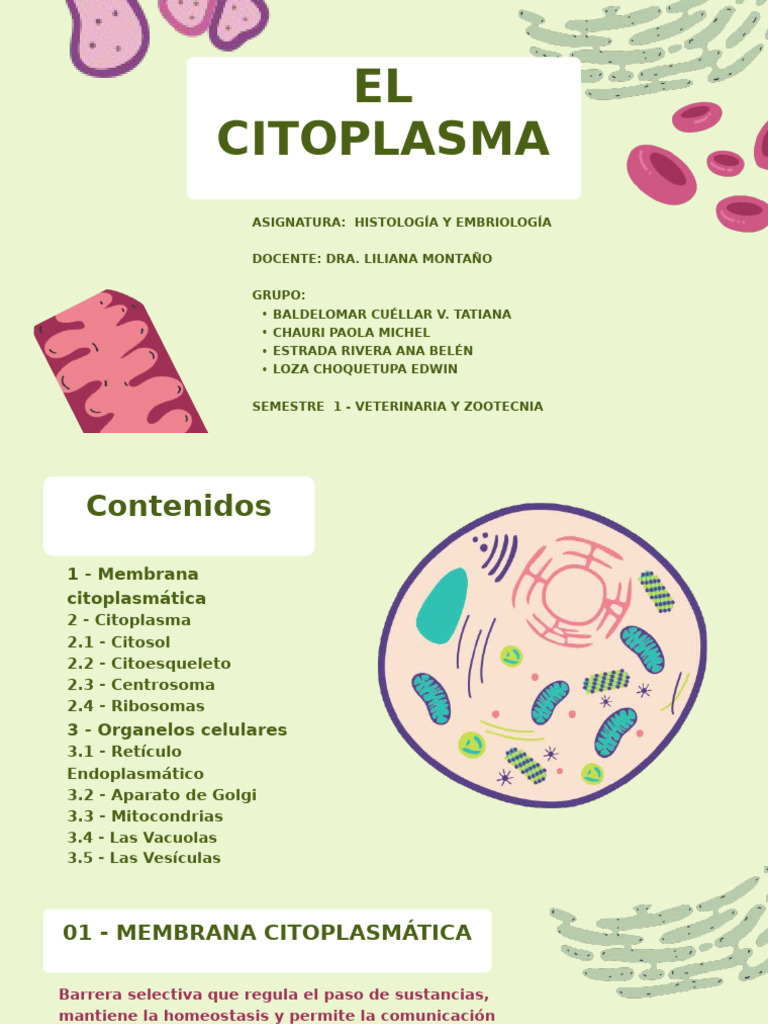 Estructura y Función del Citoplasma Celular | PDF | Citoplasma ...