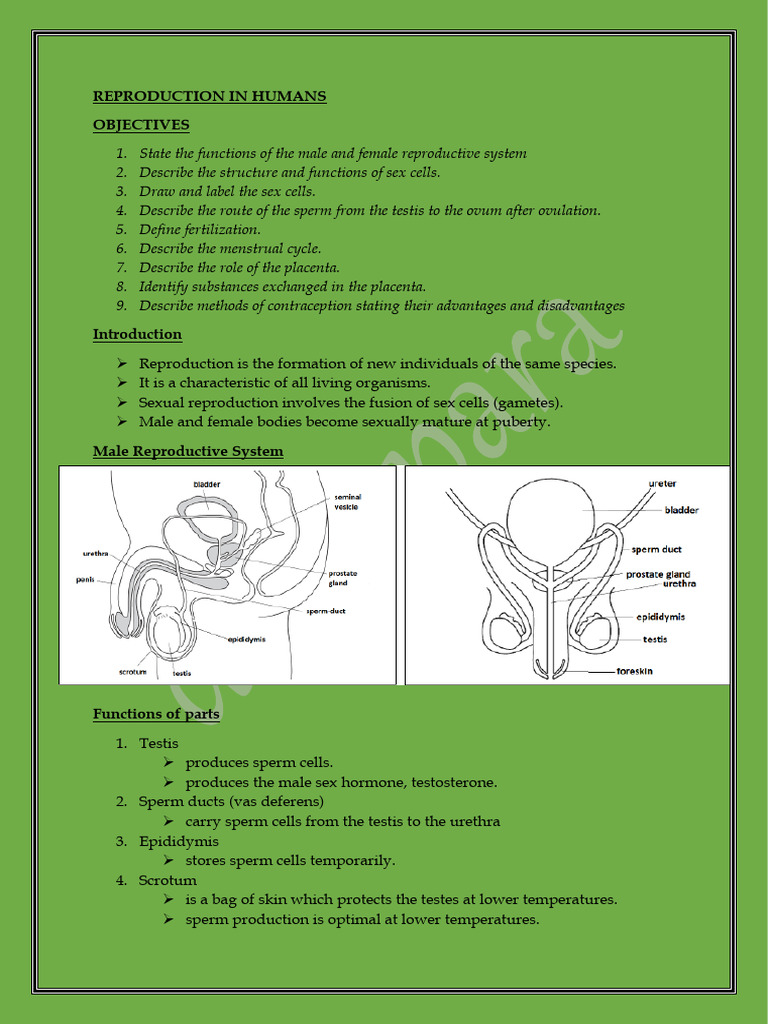 Human Reproductive System Overview | PDF | Reproductive System ...