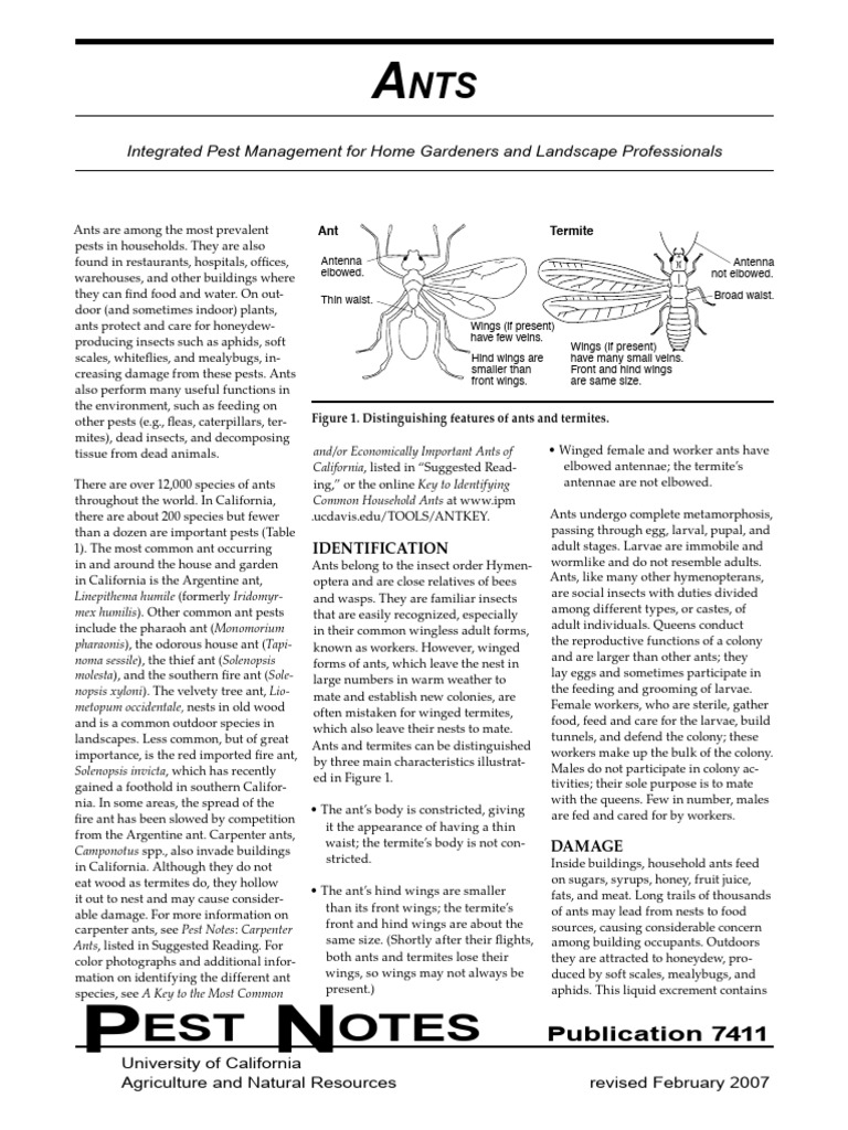 Ant Management for Home Gardens | PDF | Ant | Eusociality