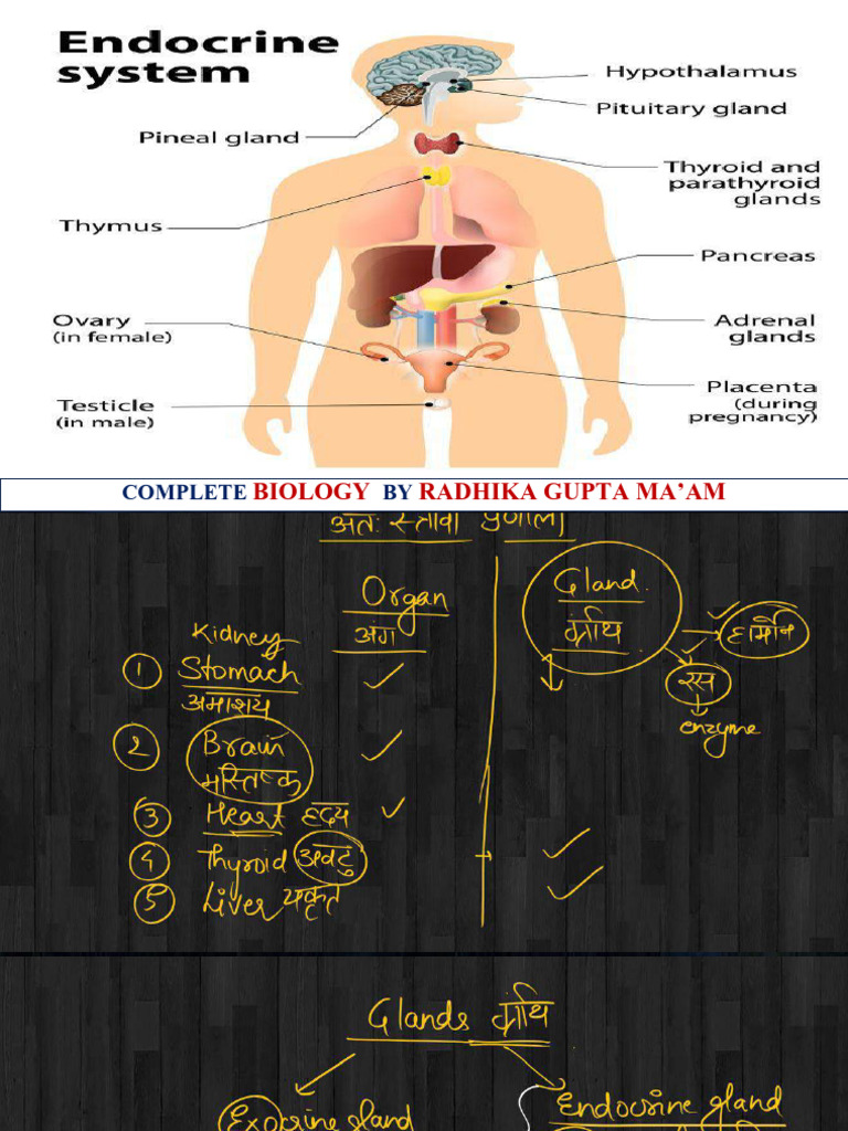 Complete Endocrine System | PDF