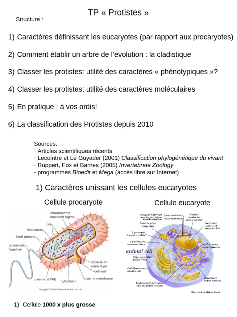 Classification et évolution des Protistes | PDF | Cellule (Biologie ...