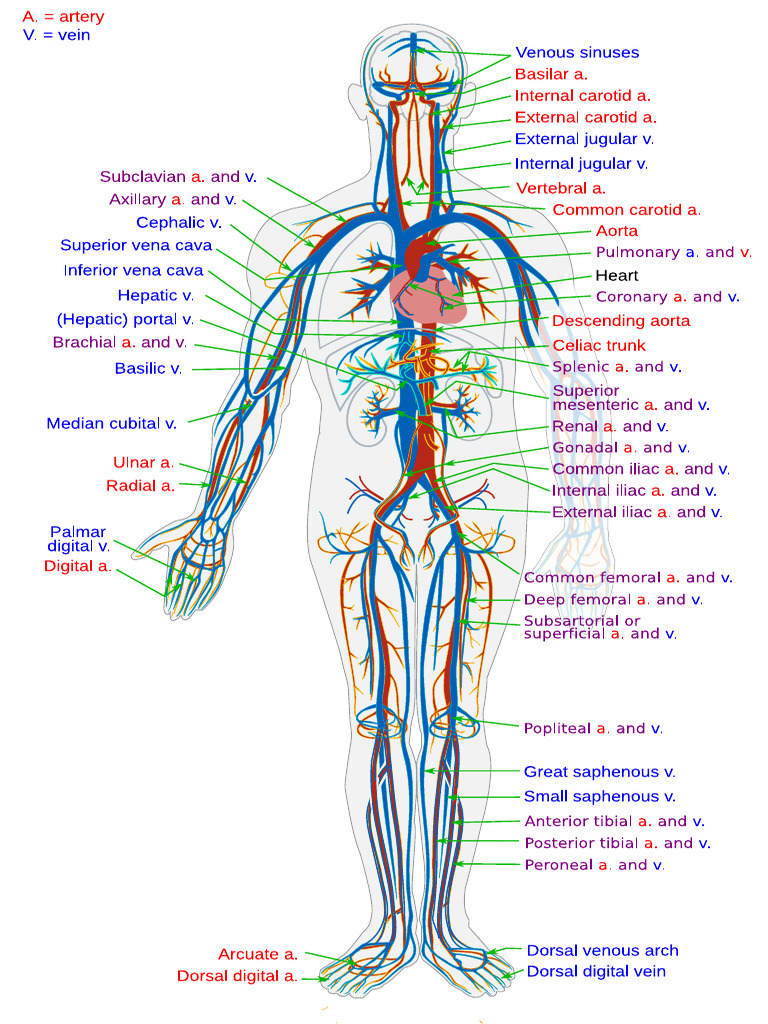 Circulatory System en | PDF