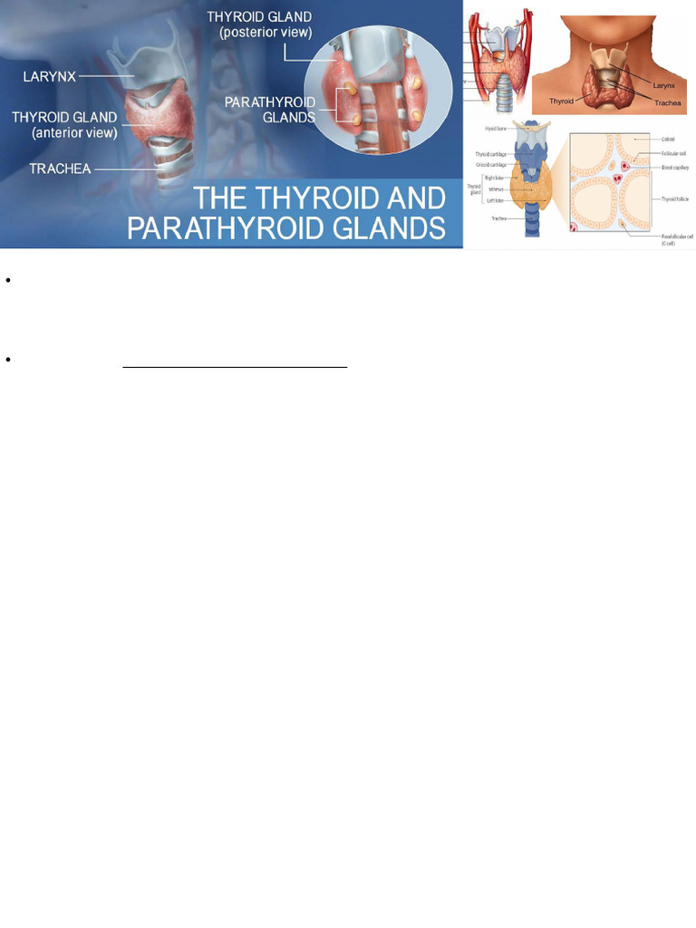 Thyroid Gland Structure and Function | PDF