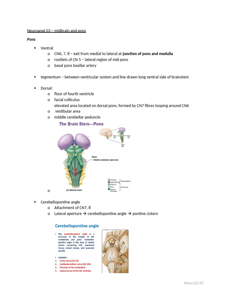 Brainstem Anatomy: Midbrain and Pons | PDF | Brainstem | Cerebellum