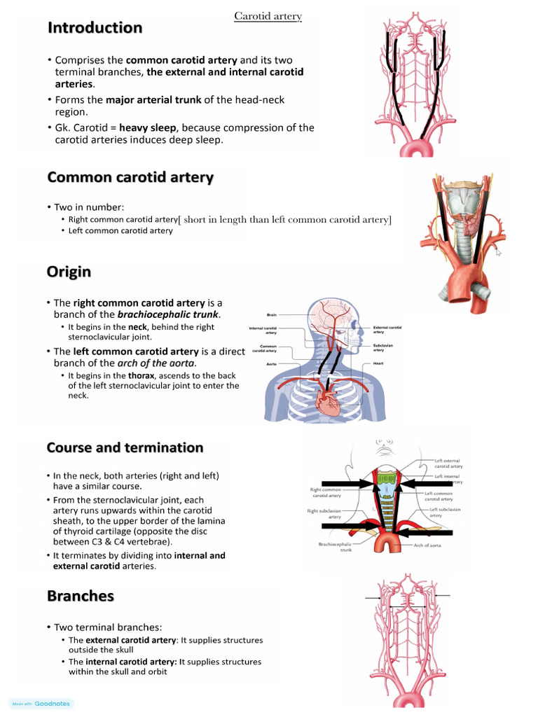 Carotid Artery | PDF