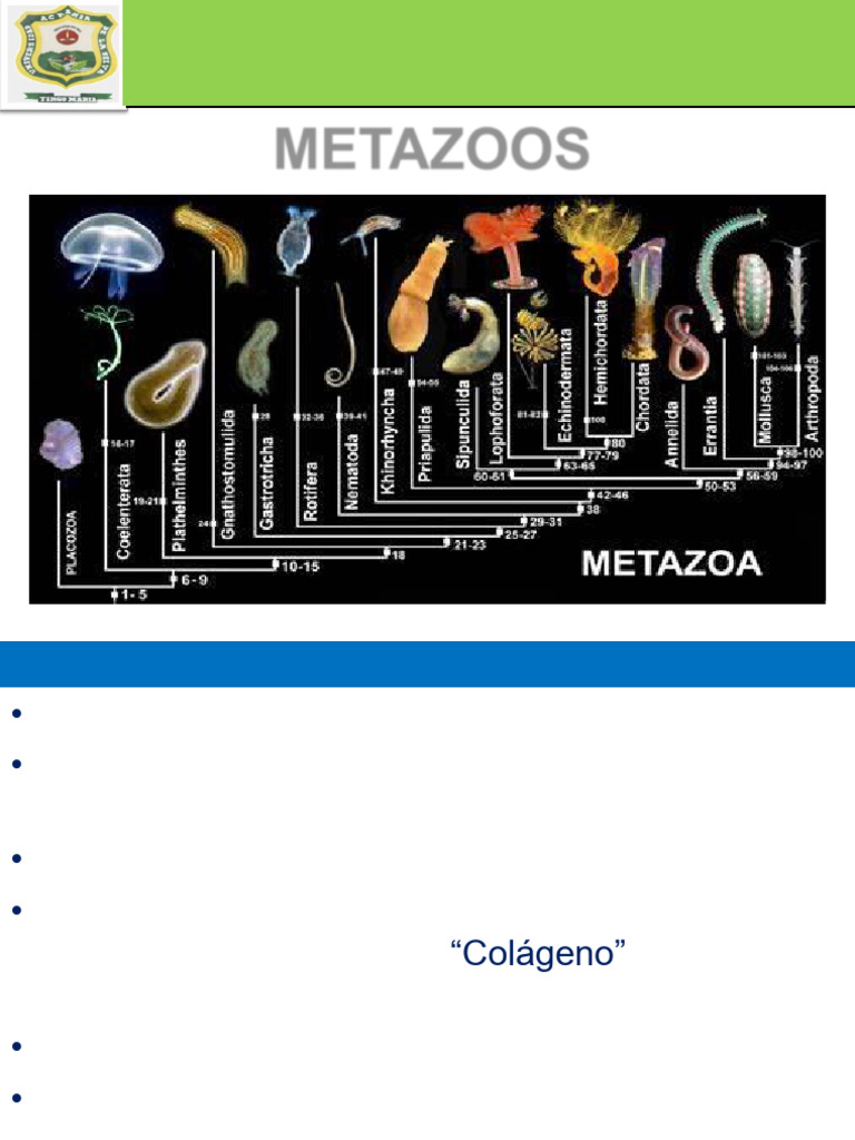 Diversidad y Características de Metazoos | PDF | Esponja | Biología