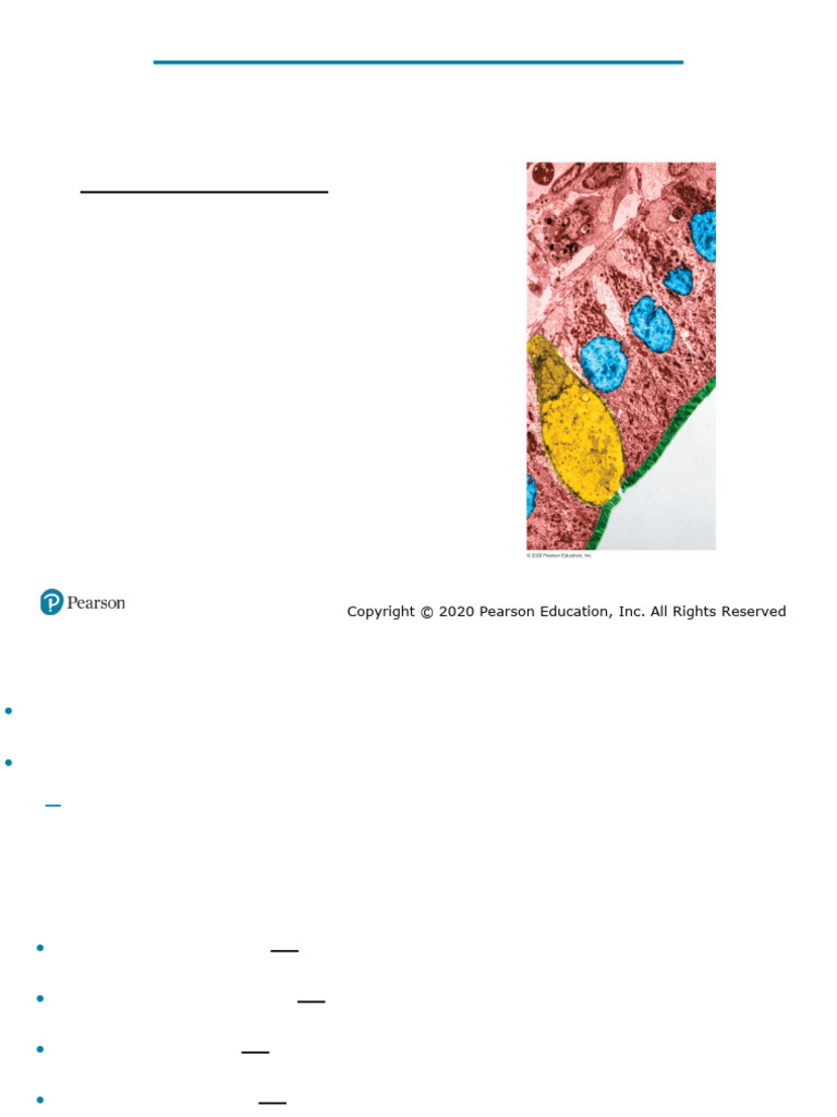 BIOL231 Lecture 3 - Tissues | PDF | Epithelium | Connective Tissue