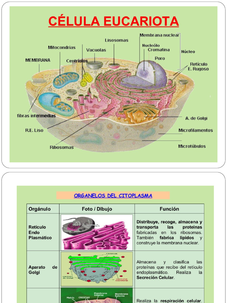 Estructura y Función de Células Eucariotas | PDF | Biología Celular ...