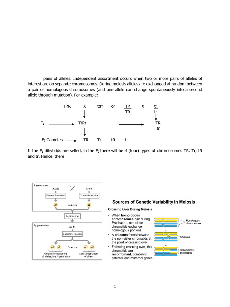 Gene Linkage and Crossing-Over Explained | PDF | Genetic Linkage | Meiosis