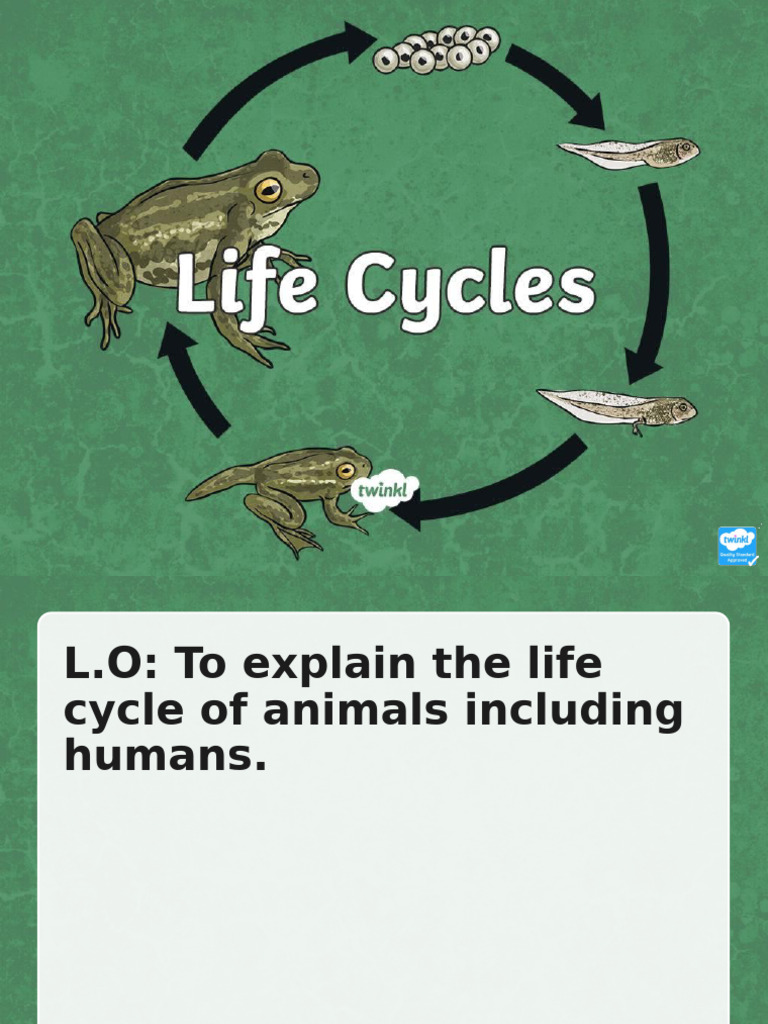 Animal Life Cycle Overview | PDF | Egg | Pupa