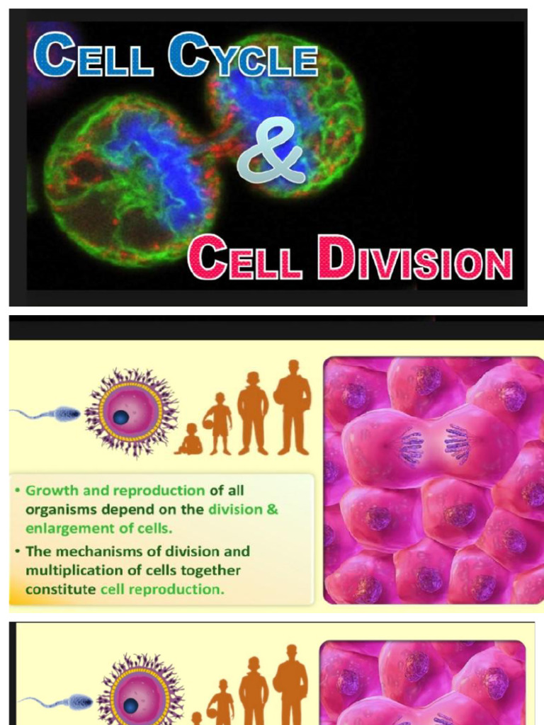 Cell Cycle and Division Class 11 | PDF