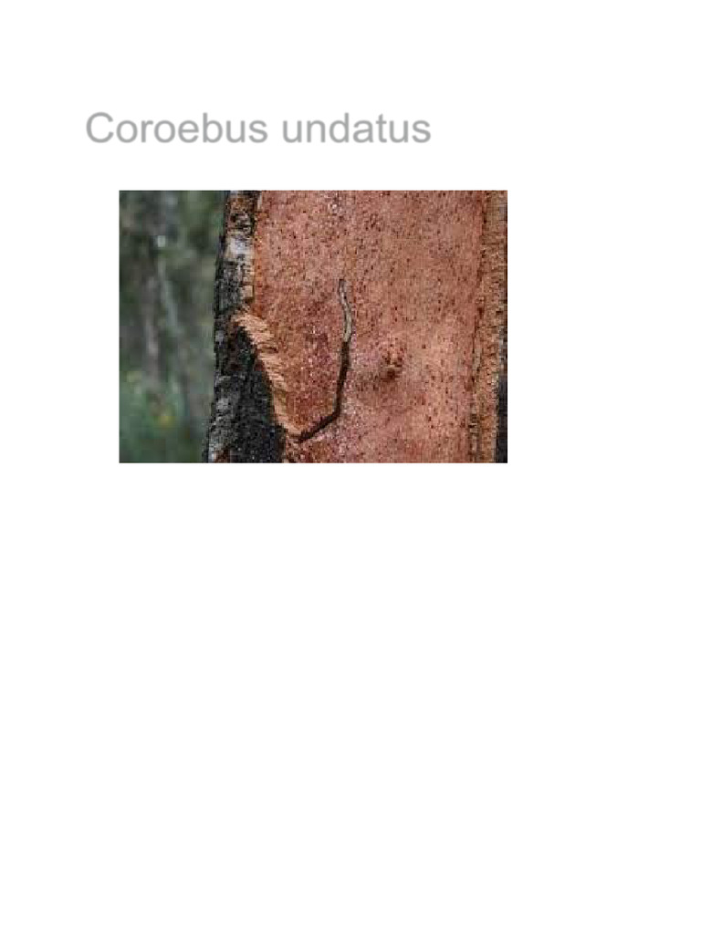 Impacto de Coroebus undatus en corcho | PDF