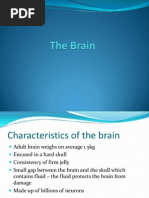 Four Lobes of The Cerebral Cortex