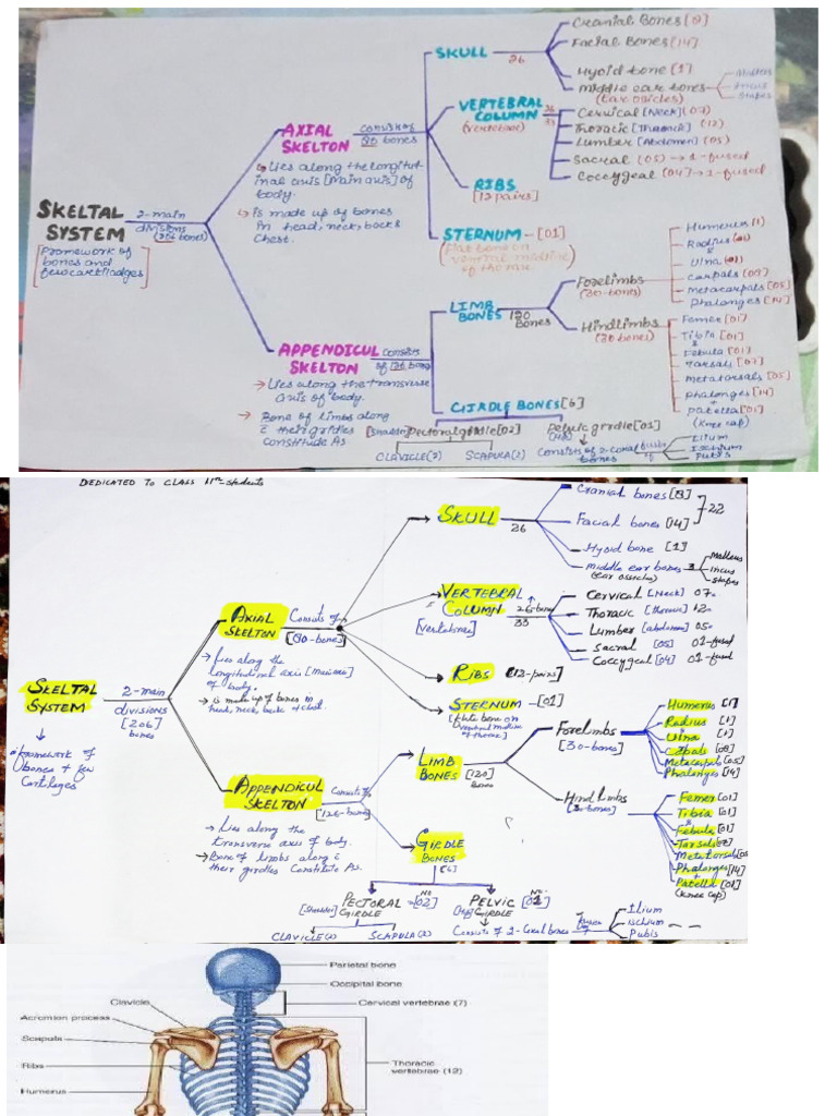Skeletal System - New.1 | PDF