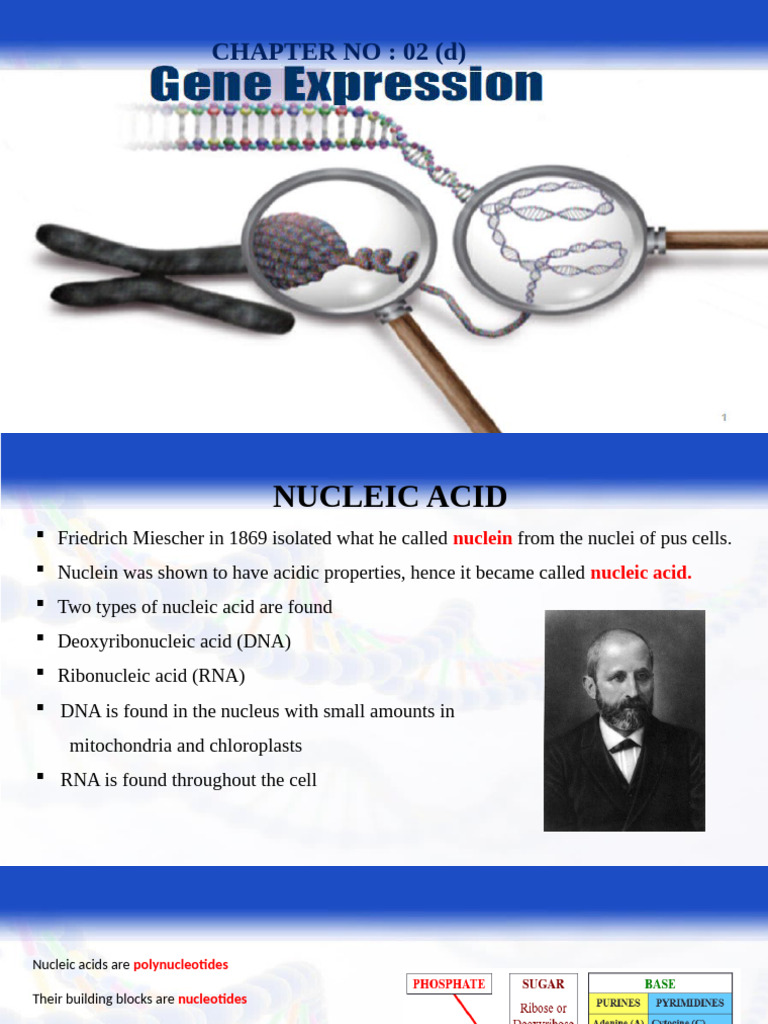Nucleic Acids and Gene Expression Process | PDF | Dna Replication ...