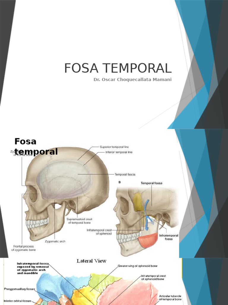 Anatomía y Función de la Fosa Temporal | PDF
