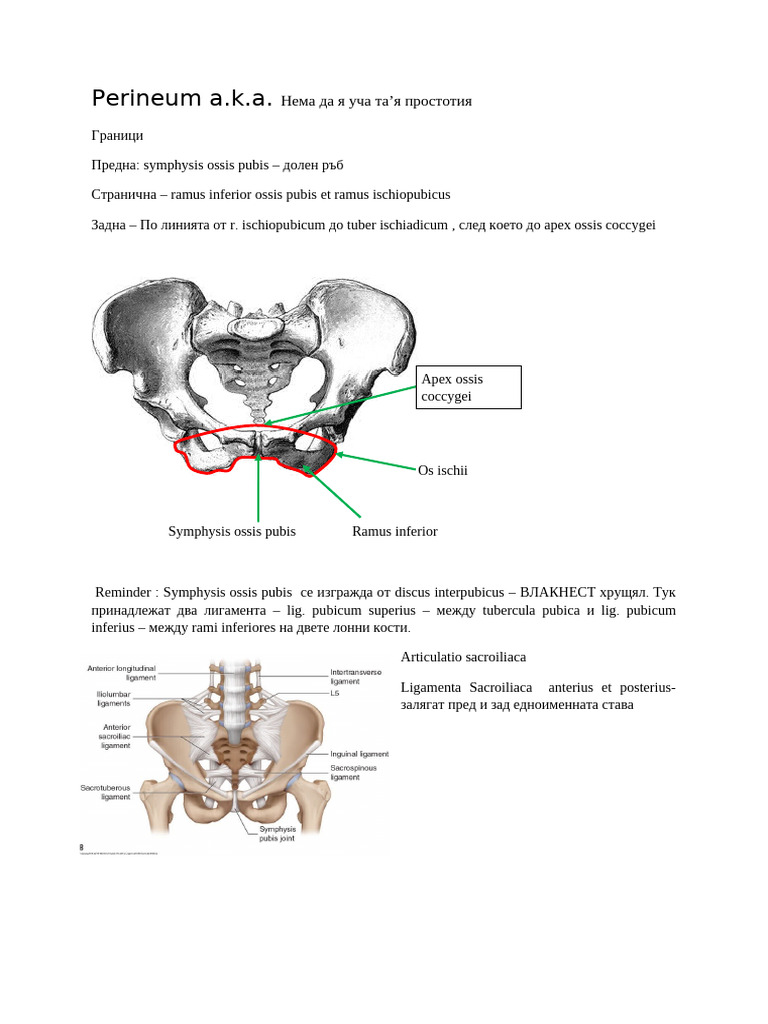 Perineum | PDF