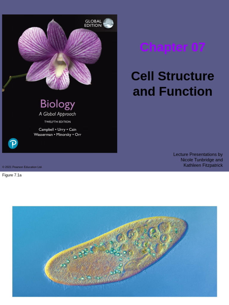 CH7 - Cell Structure and Function - 12th Edn | PDF | Endoplasmic ...