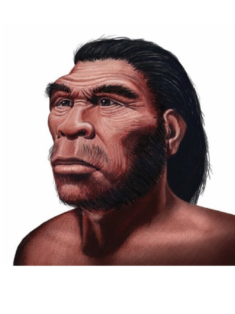Homo | PDF